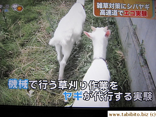 A town in Japan uses goats to 
