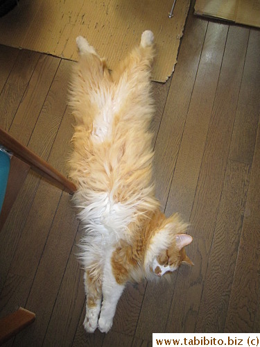 His favorite pose in hot summer days