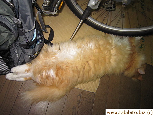 Efoo don't mind where he sleeps