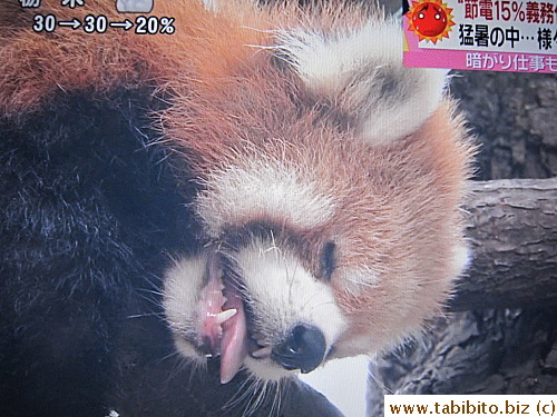 Man, it's hot today! (red panda in a Japanese zoo)