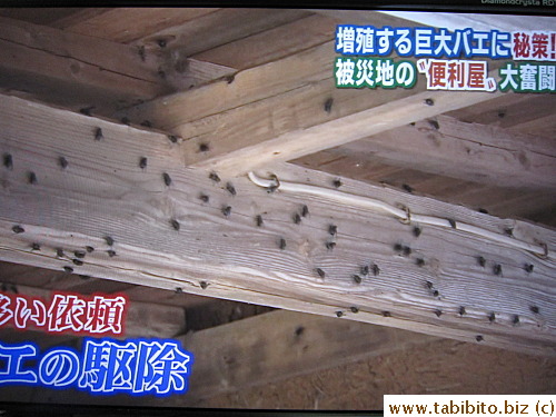A big problem in the tsunami stricken area is BIG FLIES