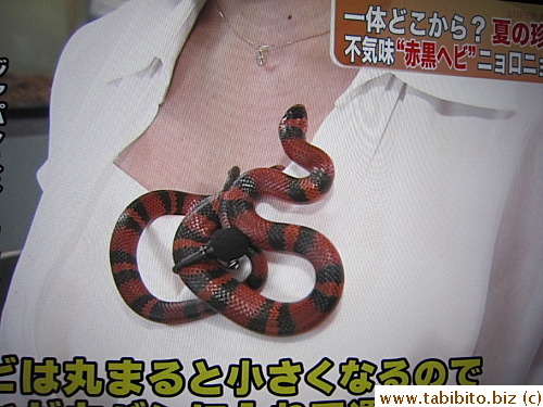 and then there'll be a real snake to help with the explanation (I love the way they report news in Japan!)