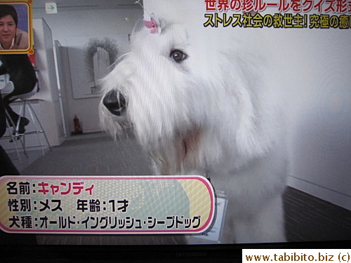 She's a one-yr-old Old English Sheepdog