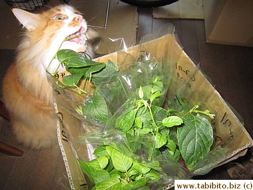 Efoo went for the cat plants before 