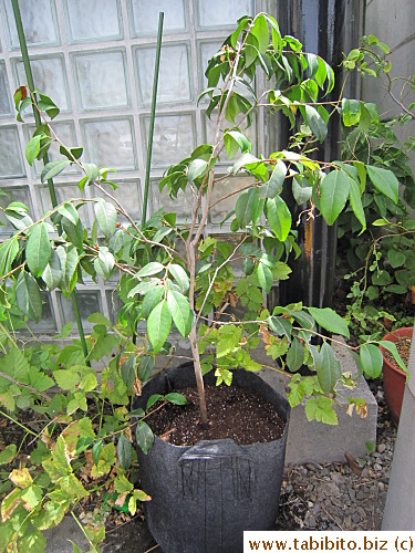 I transferred the camellia to the new pot