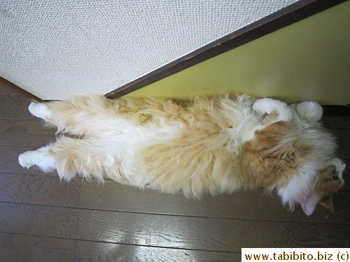 The body to which they are attached