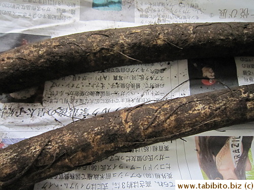 Gobo (burdock roots) look like a tree branch