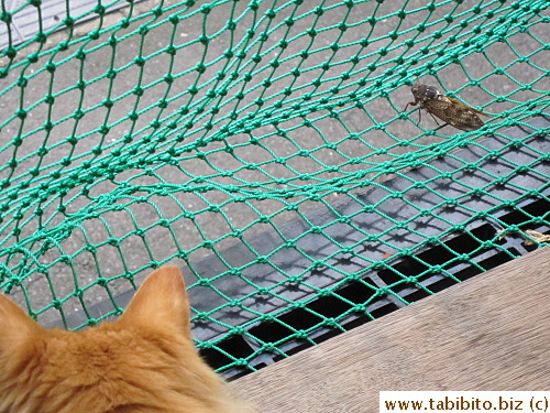 Cicada is ugly and loud