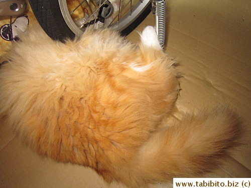 Efoo is fast asleep again