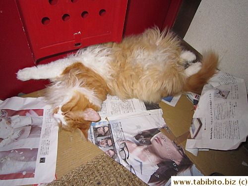 Another day, Efoo dragged some newspaper to the entrance, tore it some, and took a nap