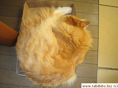 It's unusual Efoo would sleep in a box,