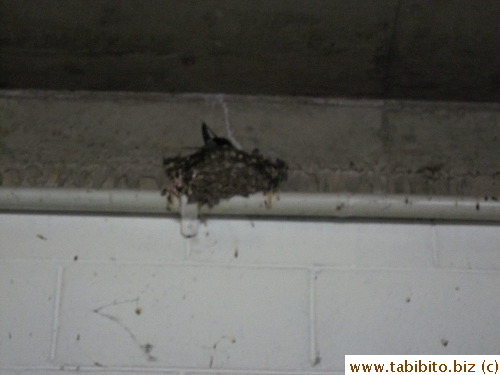 Saw this swallow nest