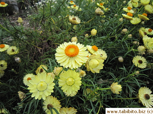 Sticky everlasting has lovely color