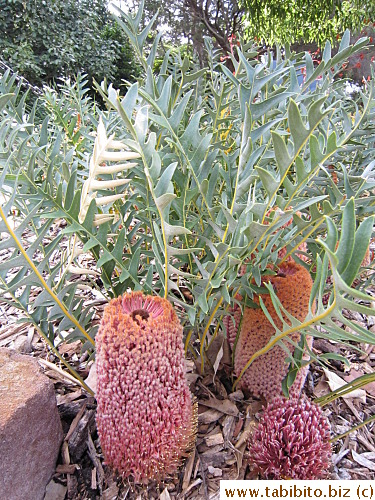 Banksia maybe one of the most recognizable native plants in Australia