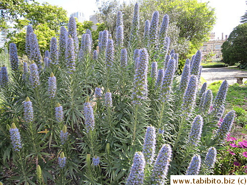 Gorgeous purple Banksia