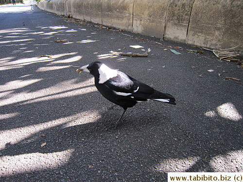Magpie