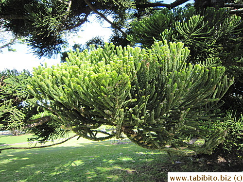 some kind of pine tree