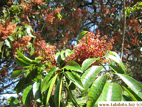 that has lots of tiny flowers