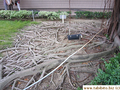 A tree and its root system near the Centre