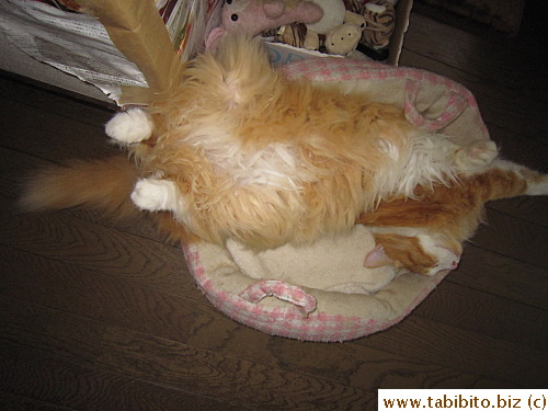 Efoo's usual napping pose