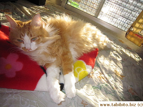The big fur ball