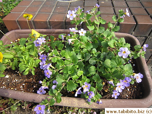 Pretty purple flowers