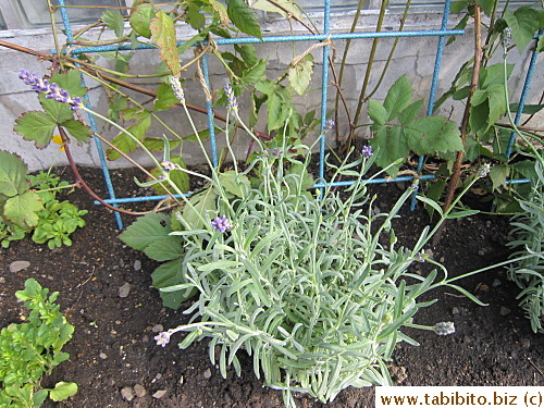 Has been growing lavender since our time in Sydney