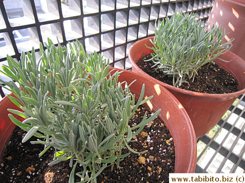 I over-ordered and had to plant more lavender in pots (man, did KL almost kill me with his scowl)