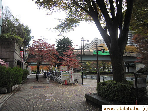 Maple trees on the main street