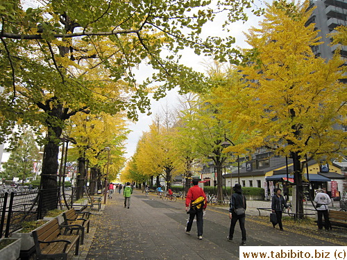 Walking the short distance to the park leads to a gingko tree-lined street