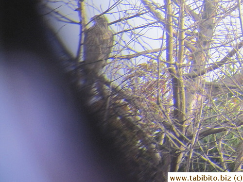 I shot a picture of the Goshawk through the eye piece of the binoculars, amazing