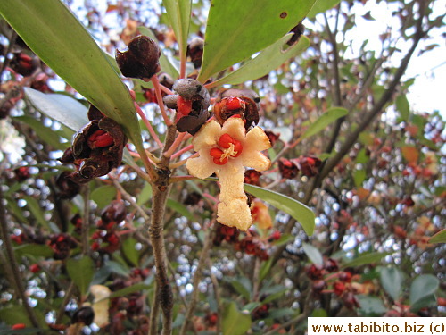 Found a tree with unusual flowers and seed pods