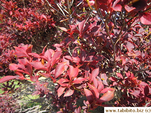 Curly foliage