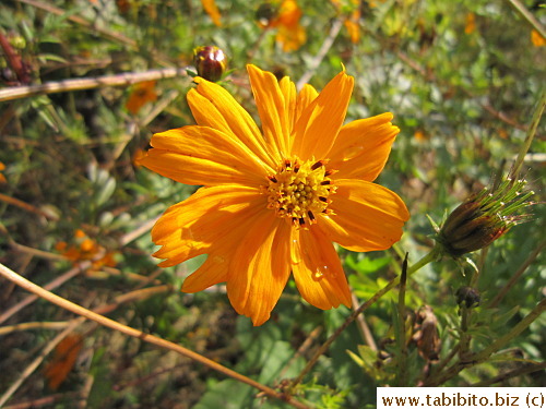 Pretty orange flower in a brush