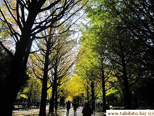 The exit route is also lined with gingko trees