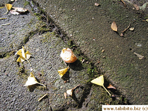 Lots of stinking gingko nuts on the ground