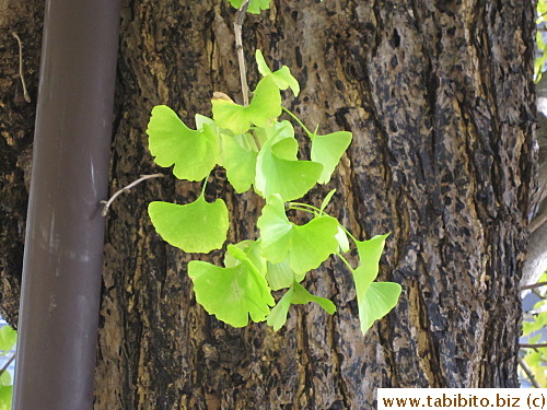 When the gingko leaves are half way to becoming golden, they are this magnificent Chartreuse color