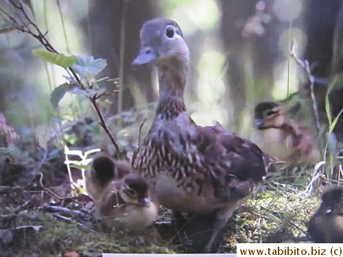 by the animals on a BBC show