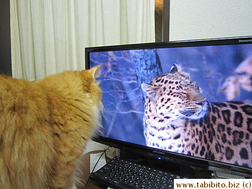 Jumped on the table eventually