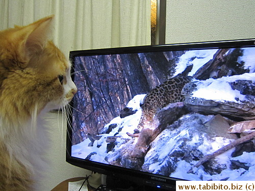 Bet he wants to play with that big cat