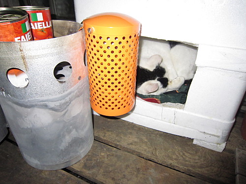 Strange cat