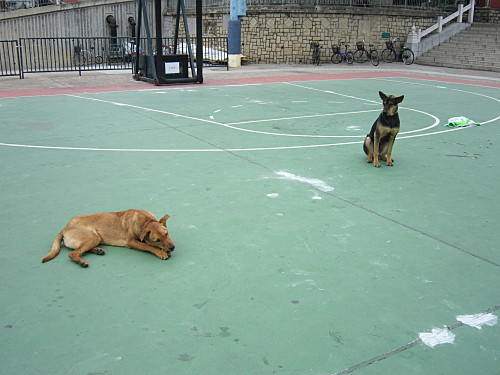The pair live near the temple