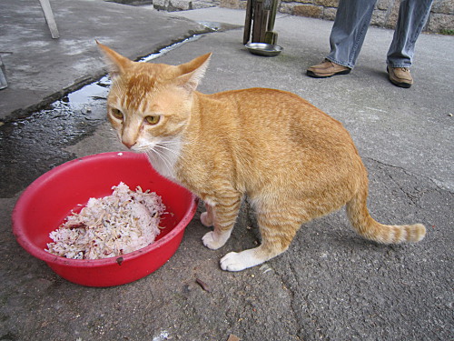 This cat also belongs to the same owner