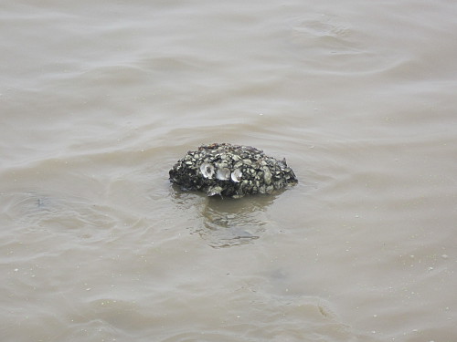 Shells on a rock