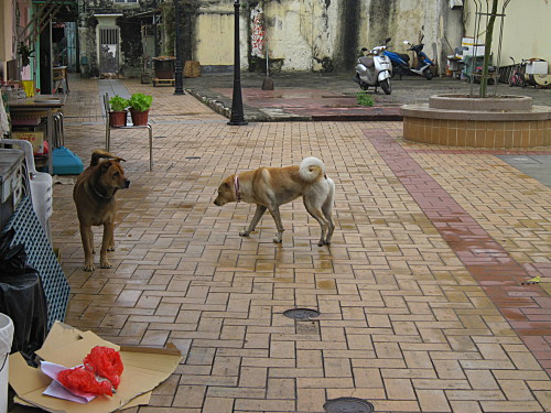 Dogs
