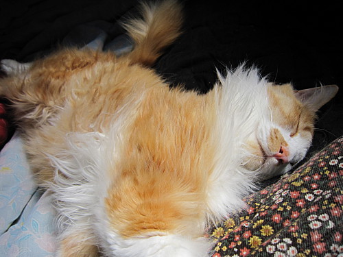 A serious nap taker