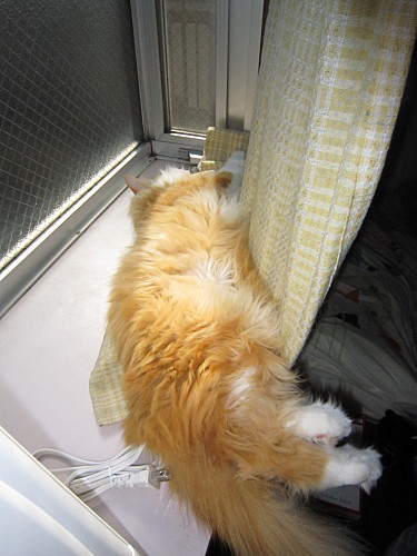 Napping on the window sill