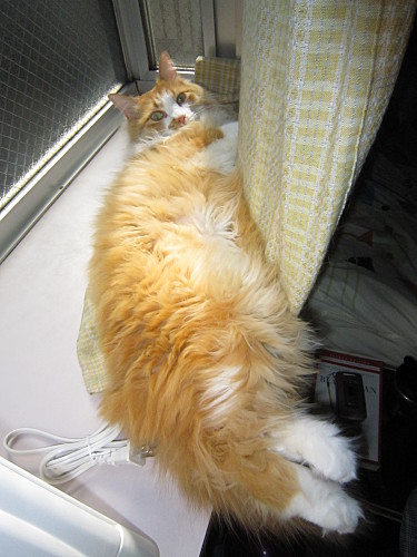 Did I wake you up?  Well, too bad, wahahahaha!