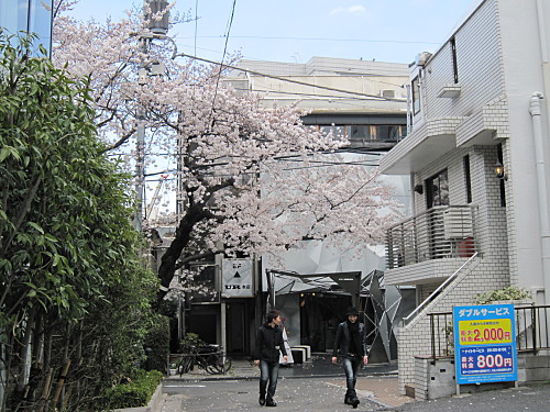 A sakura tree tucked in a quiet alley