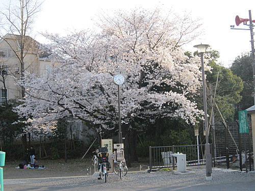 Cherry blossom in full bloom in a park near home